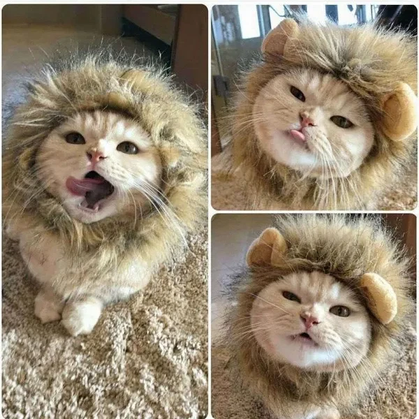 1PC Cute Lion Mane Cat Wig Pet Small Dog Cats Costume Lion Mane Wig Cap Hat for Cat Dogs Fancy Costume Cosplay Toy Pet Accessory